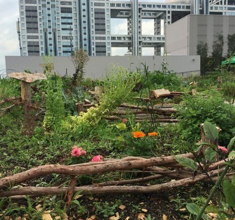 お台場ダイバーシティの都会の農園にてポタジェ茶会！